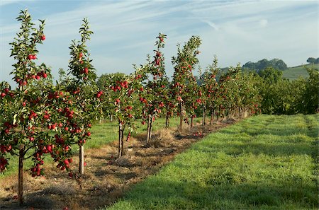 fruit orchards of europe - Apple orchard, Somerset, England, United Kingdom, Europe Stock Photo - Rights-Managed, Code: 841-03867982