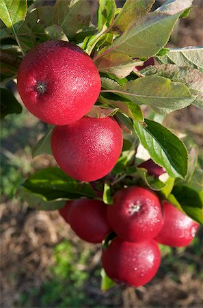 fruit orchards of europe - Red Windsor apples, Somerset, England, United Kingdom, Europe Stock Photo - Rights-Managed, Code: 841-03867983