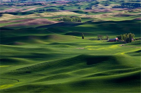 Spring in the Palouse, from Steptoe Butte, Washington State, United States of America, North America Stock Photo - Rights-Managed, Code: 841-03868119