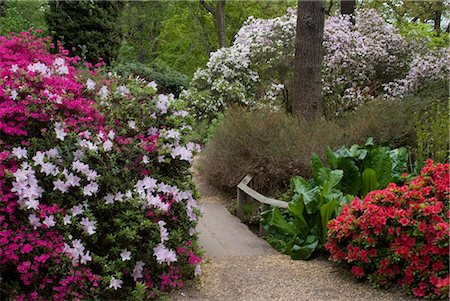 Azaleas and rhododendrons, Isabella Plantation, Richmond Park, Richmond, Surrey, England, United Kingdom, Europe Foto de stock - Con derechos protegidos, Código: 841-03868179