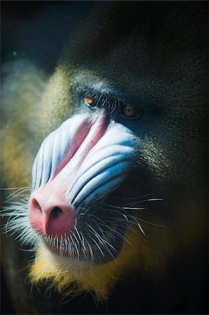 singe (primate) - MadriL (Mandrillus Sphinx), Zoologico de Chapultepec (Zoo de la ville), District fédéral, Mexico, Mexique, Amérique du Nord Photographie de stock - Rights-Managed, Code: 841-03868636
