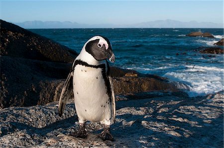 Jackass penguin (Speniscus demersus) (African penguin), Boulders Beach, Cape Town, South Africa, Africa Foto de stock - Con derechos protegidos, Código: 841-03868729