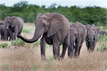 Troupeau d'éléphants, Kruger National Park, Afrique du Sud, Afrique Photographie de stock - Rights-Managed, Code: 841-03868749