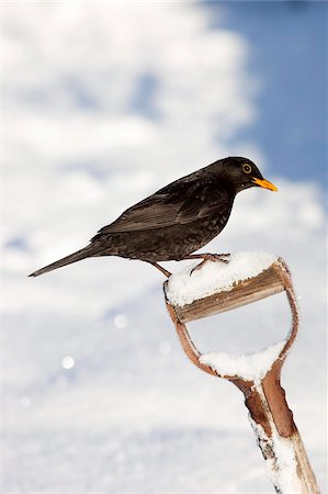 Blackbird (Turdus merula), on garden spade, in snow, Northumberland, England, United Kingdom, Europe Foto de stock - Direito Controlado, Número: 841-03868765