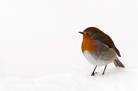 Robin (Erithacus Rubecula), im Schnee, Vereinigtes Königreich, Europa Stockbilder - Lizenzpflichtiges, Bildnummer: 841-03868768