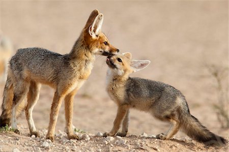 fox to the side - Cape fox avec ourson (Vulpes chama), Kgalagadi Transfrontier Park, Northern Cape, Afrique du Sud, Afrique Photographie de stock - Rights-Managed, Code: 841-03868778