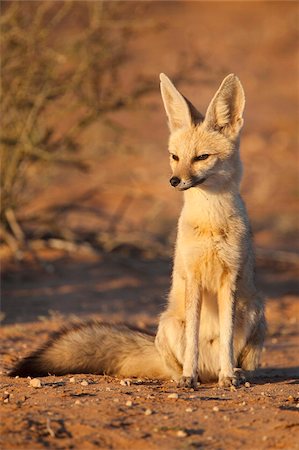 fox front view - Cape fox (Vulpes chama), Kgalagadi Transfrontier Park, Northern Cape, South Africa, Africa Stock Photo - Rights-Managed, Code: 841-03868779