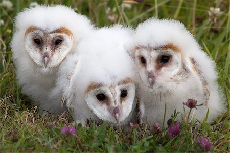 Barn owl (Tyto alba) chicks in captivity, Cumbria, England, United Kingdom, Europe Stock Photo - Rights-Managed, Code: 841-03868772