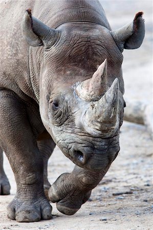 rhinoceros - Black Rhino, South Africa, Africa Foto de stock - Con derechos protegidos, Código: 841-03868785