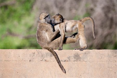 Chacma baboons (Papio cynocephalus ursinus) playing, Kruger National Park, Mpumalanga, South Africa, Africa Fotografie stock - Rights-Managed, Codice: 841-03868789