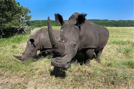 rinoceronte - White rhinos (Ceratotherium simum), Isimangaliso Wetland Park, KwaZulu Natal, South Africa, Africa Foto de stock - Con derechos protegidos, Código: 841-03868781