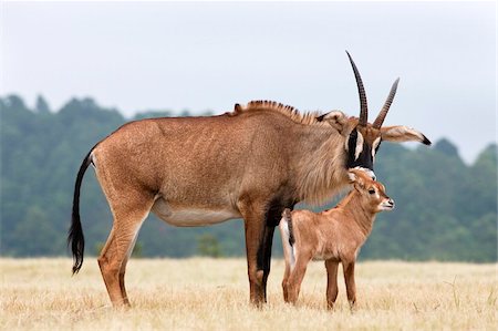 family brown - Roan (Hippotragus equinus) with baby, Mlilwane Nature Reserve breeding programme, Swaziland, Africa Stock Photo - Rights-Managed, Code: 841-03868796