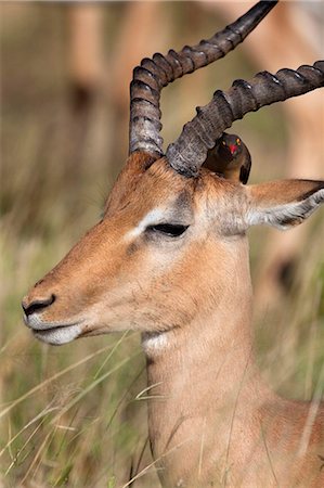 Impala ram (Aepyceros melampus), with redbilled oxpecker, Kruger National Park, South Africa, Africa Foto de stock - Con derechos protegidos, Código: 841-03868791