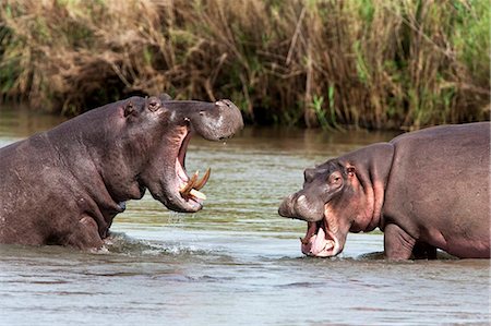 Hippo (Hippopotamus amphibius), fighting, Kruger National park, Mpumalanga, South Africa, Africa Stock Photo - Rights-Managed, Code: 841-03868793