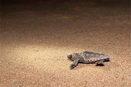 Loggerhead turtle (Caretta caretta) hatchling, moving from nest to sea at night, Banga Nek, Kwazulu Natal, South Africa, Africa Stock Photo - Rights-Managed, Code: 841-03868800