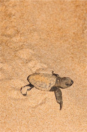 Unechte Karettschildkröte (Caretta Caretta) Jungtier, Bewegung von Nest zum Meer in der Nacht, Banga Nek, Kwazulu Natal, Südafrika, Afrika Stockbilder - Lizenzpflichtiges, Bildnummer: 841-03868801