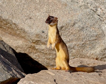 simsearch:841-03060964,k - Stoat (Short-tailed weasel) (Mustela erminea), Mount Evans, Colorado, United States of America, North America Foto de stock - Con derechos protegidos, Código: 841-03868945