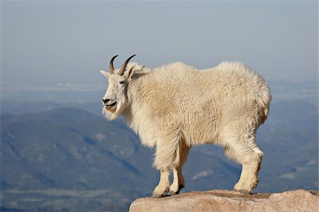 Mountain goat (Oreamnos americanus), Mount Evans, Colorado, United States of America, North America Stock Photo - Rights-Managed, Code: 841-03868948