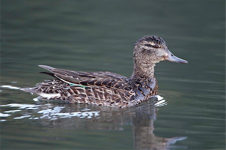 simsearch:841-05783928,k - Green-winged teal (Anas crecca) hen swimming, Pike and San Isabel National Forest, Colorado, United States of America, North America Foto de stock - Con derechos protegidos, Código: 841-03868940