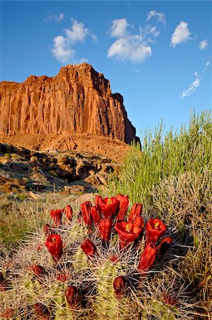 espinoso - Claretcup cactus (Echinocereus triglochidiatus) and butte, Canyon Country, Utah, United States of America, North America Foto de stock - Con derechos protegidos, Código: 841-03868967