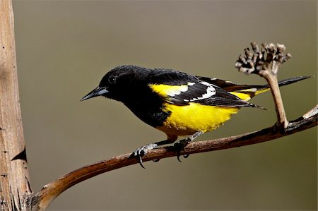 simsearch:841-07913851,k - Male Scott's oriole (Icterus parisorum), Chiricahuas, Coronado National Forest, Arizona, United States of America, North America Foto de stock - Con derechos protegidos, Código: 841-03868985