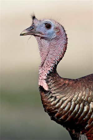 pico - Wild turkey (Meleagris gallopavo) gobbler, Chiricahuas, Coronado National Forest, Arizona, United States of America, North America Foto de stock - Con derechos protegidos, Código: 841-03868992