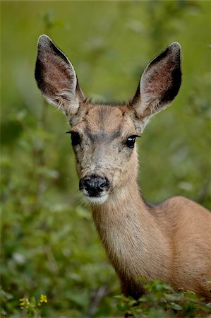 parque nacional waterton lakes - Mule Deer (Odocoileus hemionus) doe, Waterton Lakes National Park, Alberta, Canada, North America Foto de stock - Con derechos protegidos, Código: 841-03869003