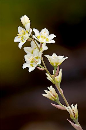 simsearch:841-06342509,k - Mountain death camas (Elegant Deathcamas) (Alkali Grass) (Zigadenus elegans), Glacier National Park, Montana, United States of America, North America Foto de stock - Direito Controlado, Número: 841-03869036