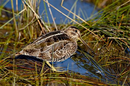 simsearch:841-03869070,k - Bécassine des marais (Gallinago gallinago), Arapaho National Wildlife Refuge, Colorado, États-Unis d'Amérique, North America Photographie de stock - Rights-Managed, Code: 841-03869070