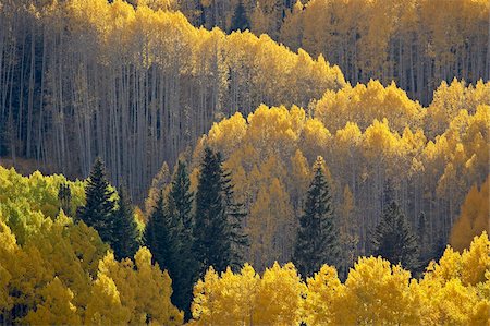 Yellow aspens and evergreens in the fall, Grand Mesa-Uncompahgre-Gunnison National Forest, Colorado, United States of America, North America Foto de stock - Direito Controlado, Número: 841-03869087