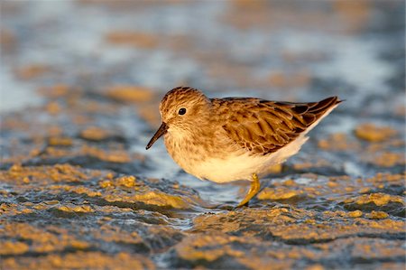 simsearch:841-03674388,k - Bécasseau minuscule (Calidris minutilla) patauger tout en se nourrissant, Sonny Bono Salton Sea National Wildlife Refuge, Californie, États-Unis d'Amérique, Amérique du Nord Photographie de stock - Rights-Managed, Code: 841-03869123