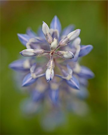 Lodgepole Lupine (Lupinus parviflorus), Cottonwood Pass, Collegiate Peaks Wilderness, Gunnison National Forest, Colorado, United States of America, North America Stock Photo - Rights-Managed, Code: 841-03869137