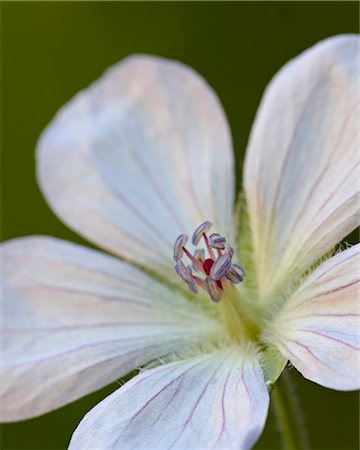 simsearch:841-03674573,k - Richardson's Geranium (Geranium richardsonii), Gunnison National Forest, Colorado, United States of America, North America Foto de stock - Direito Controlado, Número: 841-03869145