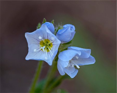 L'échelle de Jacob (Polemonium pulcherrimum), Gunnison National Forest, Colorado, États-Unis d'Amérique, Amérique du Nord Photographie de stock - Rights-Managed, Code: 841-03869146