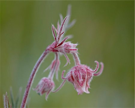 Prairie Smoke (purple avens) (du vieil homme moustache) (Long-Plumed Avens) (Geum triflorum), Cottonwood Pass, Collegiate Peaks Wilderness, Gunnison National Forest, Colorado, États-Unis d'Amérique, Amérique du Nord Photographie de stock - Rights-Managed, Code: 841-03869141