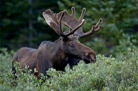Bull moose (Alces alces) in velvet, Roosevelt National Forest, Colorado, United States of America, North America Stock Photo - Rights-Managed, Code: 841-03869172
