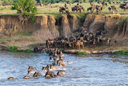 Herd of blue wildebeest (brindled gnu) (Connochaetes taurinus) crossing the Mara River, Masai Mara National Reserve, Kenya, East Africa, Africa Foto de stock - Con derechos protegidos, Código: 841-03869296