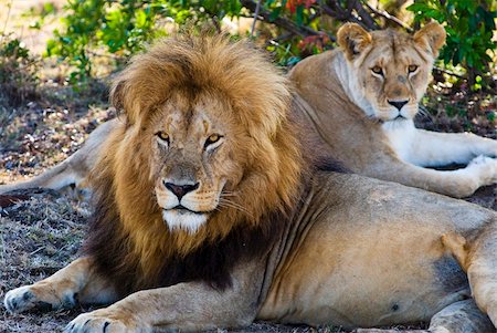 female lion lying down - Lion couple (Panthera leo), Masai Mara National Reserve, Kenya, East Africa, Africa Stock Photo - Rights-Managed, Code: 841-03869291