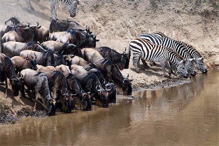 Herd of blue wildebeest (brindled gnu) (Connochaetes taurinus) and common zebras (Burchell's zebra) (Equus burchelli) drinking at Mara River, Masai Mara National Reserve, Kenya, East Africa, Africa Fotografie stock - Rights-Managed, Codice: 841-03869293