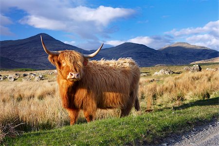 duveteux - Highland cattle, Isle of Mull, Inner Hebrides, Scotland, United Kingdom, Europe Foto de stock - Con derechos protegidos, Código: 841-03869329