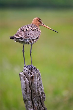 Black-tailed godwit (Limosa limosa) perched on post, near Vik, South Iceland, Iceland, Polar Regions Stock Photo - Rights-Managed, Code: 841-03869357