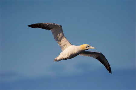 simsearch:841-03675150,k - Gannet in flight (Sula bassana) at Langanes, Langanes peninsula, North Iceland (Nordurland), Iceland, Polar Regions Foto de stock - Con derechos protegidos, Código: 841-03869365