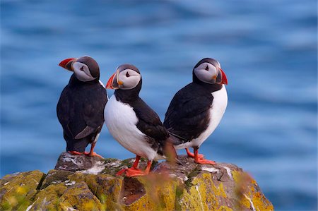 frailecillo común - Puffins (Fratercula arctica) on small cliffs near Bakkagerdi (Borgafjordur Eystri), East Fjords (Austurland), Iceland, Polar Regions Foto de stock - Con derechos protegidos, Código: 841-03869360