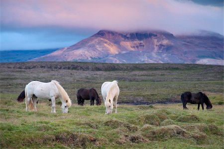 snaefellsness peninsula - Chevaux islandais, près de Stykkisholmur, péninsule de Snaefellsness, ouest de l'Islande, l'Islande, les régions polaires Photographie de stock - Rights-Managed, Code: 841-03869374