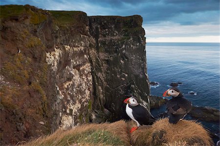 simsearch:841-06033126,k - Puffins (Fratercula arctica) at Latrabjarg, largest bird colony in Europe, West Fjords (Vestfirdir), Iceland, Polar Regions Foto de stock - Con derechos protegidos, Código: 841-03869372