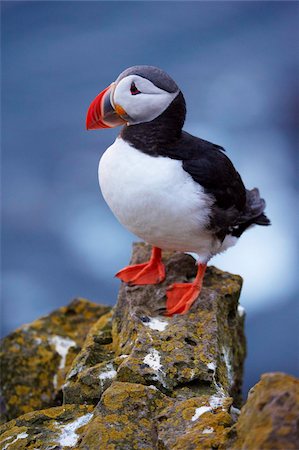 Puffin (Fratercula arctica) at Latrabjarg, largest bird colony in Europe, West Fjords (Vestfirdir), Iceland, Polar Regions Stock Photo - Rights-Managed, Code: 841-03869373