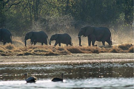 delta d'okavango - Éléphants, réserve de faune de Moremi, Delta de l'Okavango, au Botswana, Afrique Photographie de stock - Rights-Managed, Code: 841-03869432