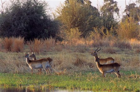 Lechwes, réserve de faune de Moremi, Delta de l'Okavango, au Botswana, Afrique Photographie de stock - Rights-Managed, Code: 841-03869433