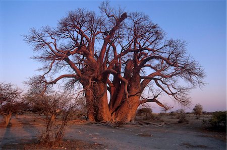 Baobab de Chapman, a prétendu être le plus grand arbre en Afrique, à 25 mètres autour, campé sous et mesurées par les premiers explorateurs Chapman, Baines, Livingstone et autres. Parc National de Makgadikgadi Pans, Botswana, Afrique Photographie de stock - Rights-Managed, Code: 841-03869449