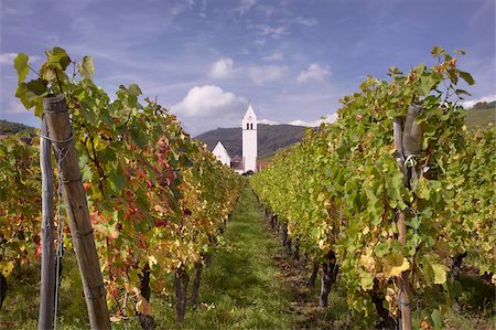 Katzenthal white church from the vineyards, Katzenthal, village of the Alsatian Wine Road, Haut Rhin, Alsace, France, Europe Foto de stock - Con derechos protegidos, Código: 841-03869440